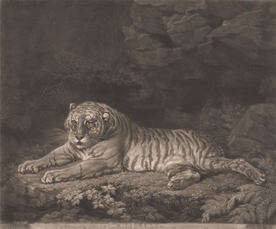 A Tiger by John Dixon